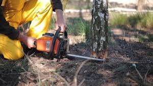 Trusted Princeville, IL Tree Services Experts